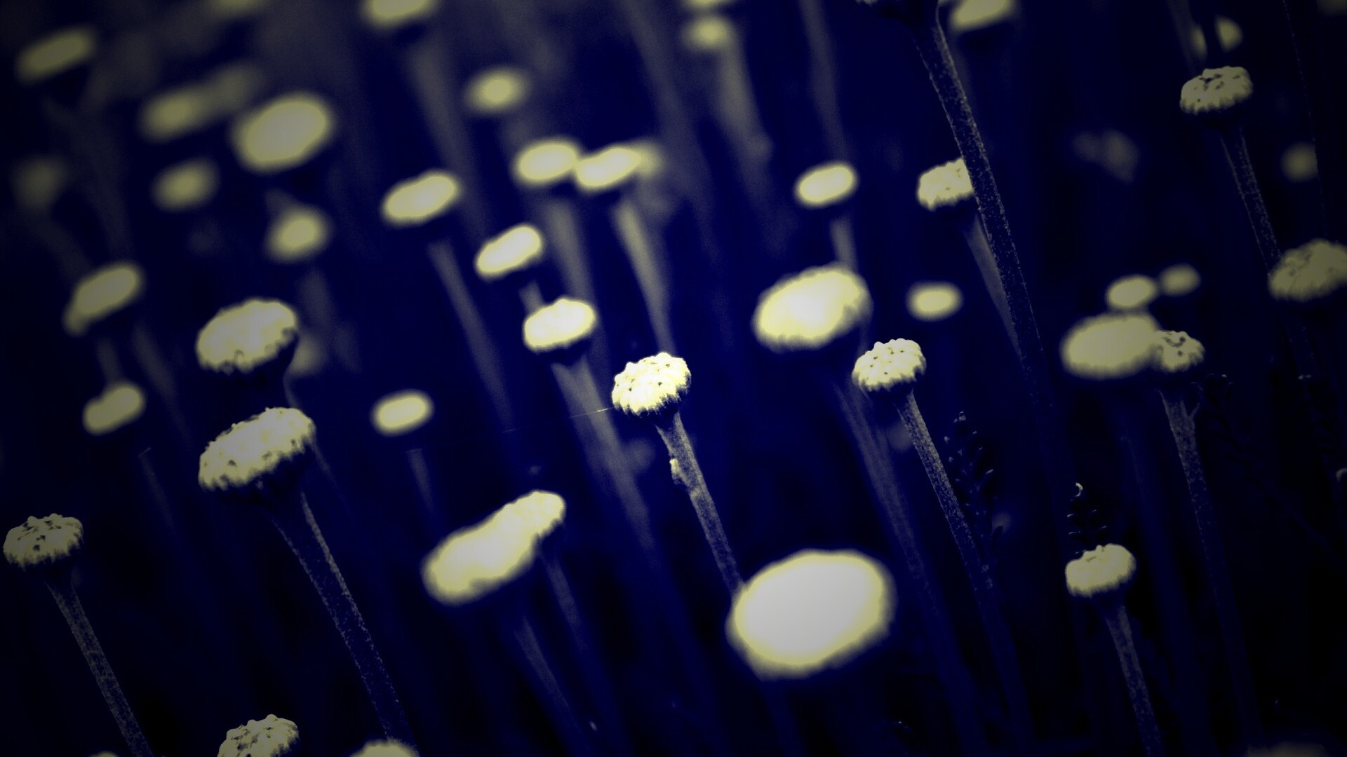 Молодые стебли обои