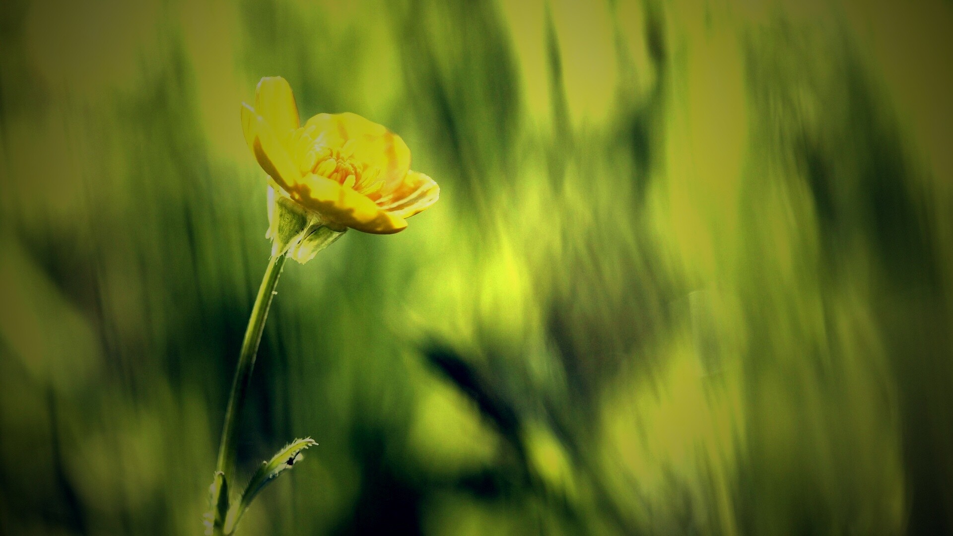 Маленький жёлтый цветочек обои