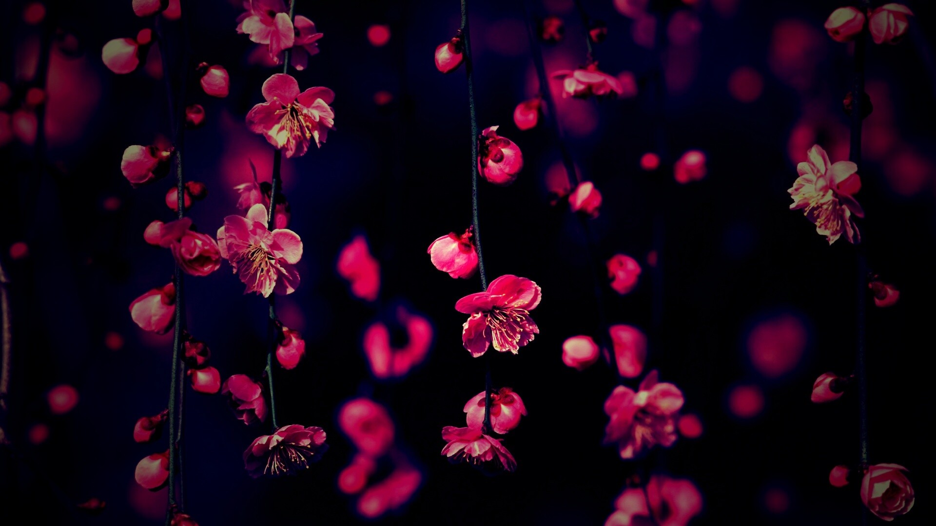 Веточки цветущего дерева обои