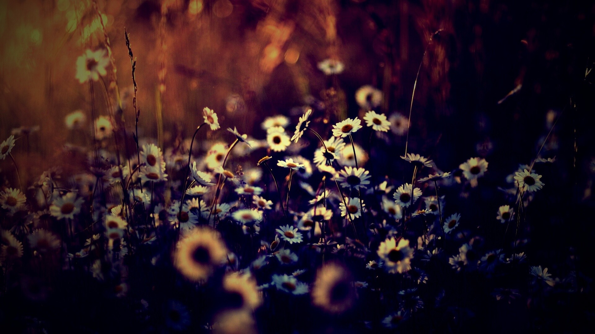 Поле ромашек обои