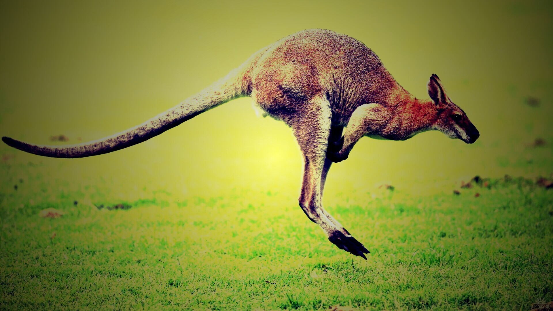 Кенгуру обои