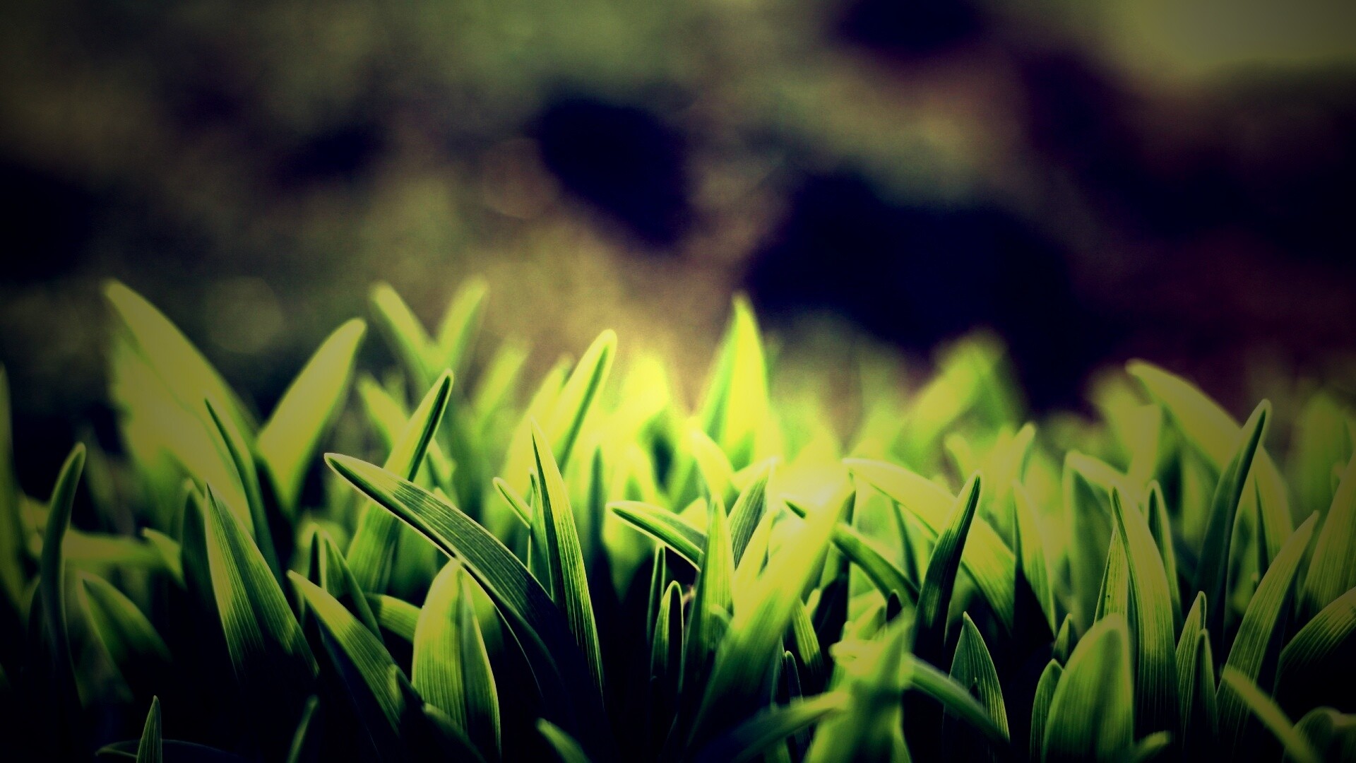 Сочная нежная трава обои