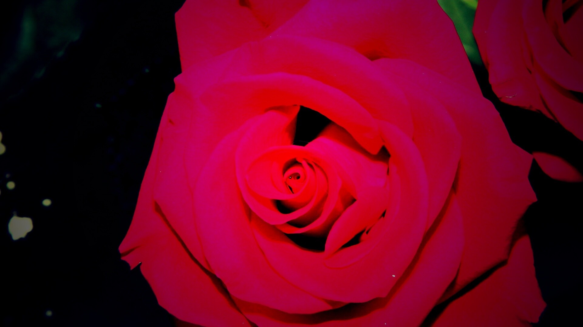 Бутон розы обои