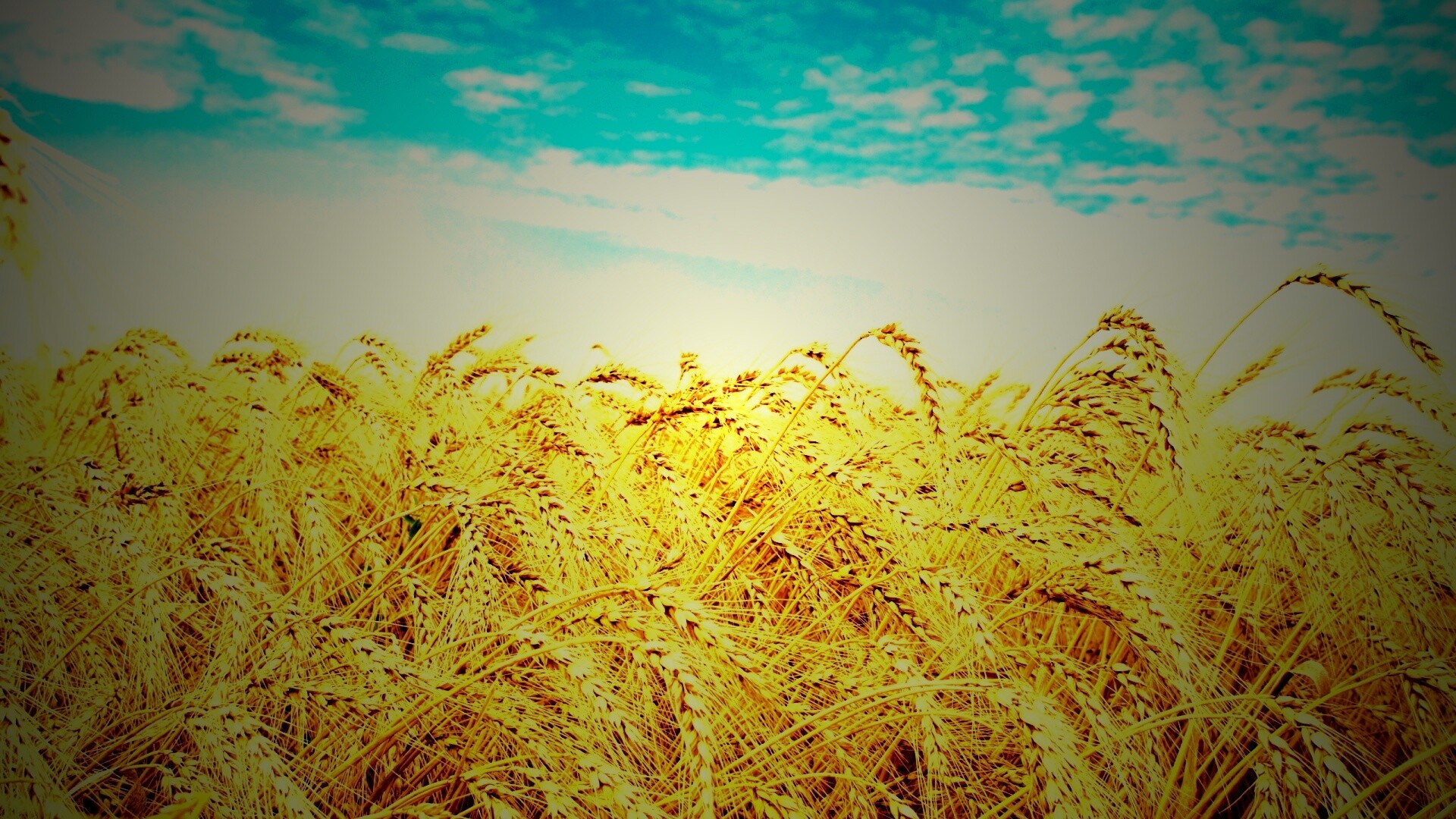 Колосья в поле обои