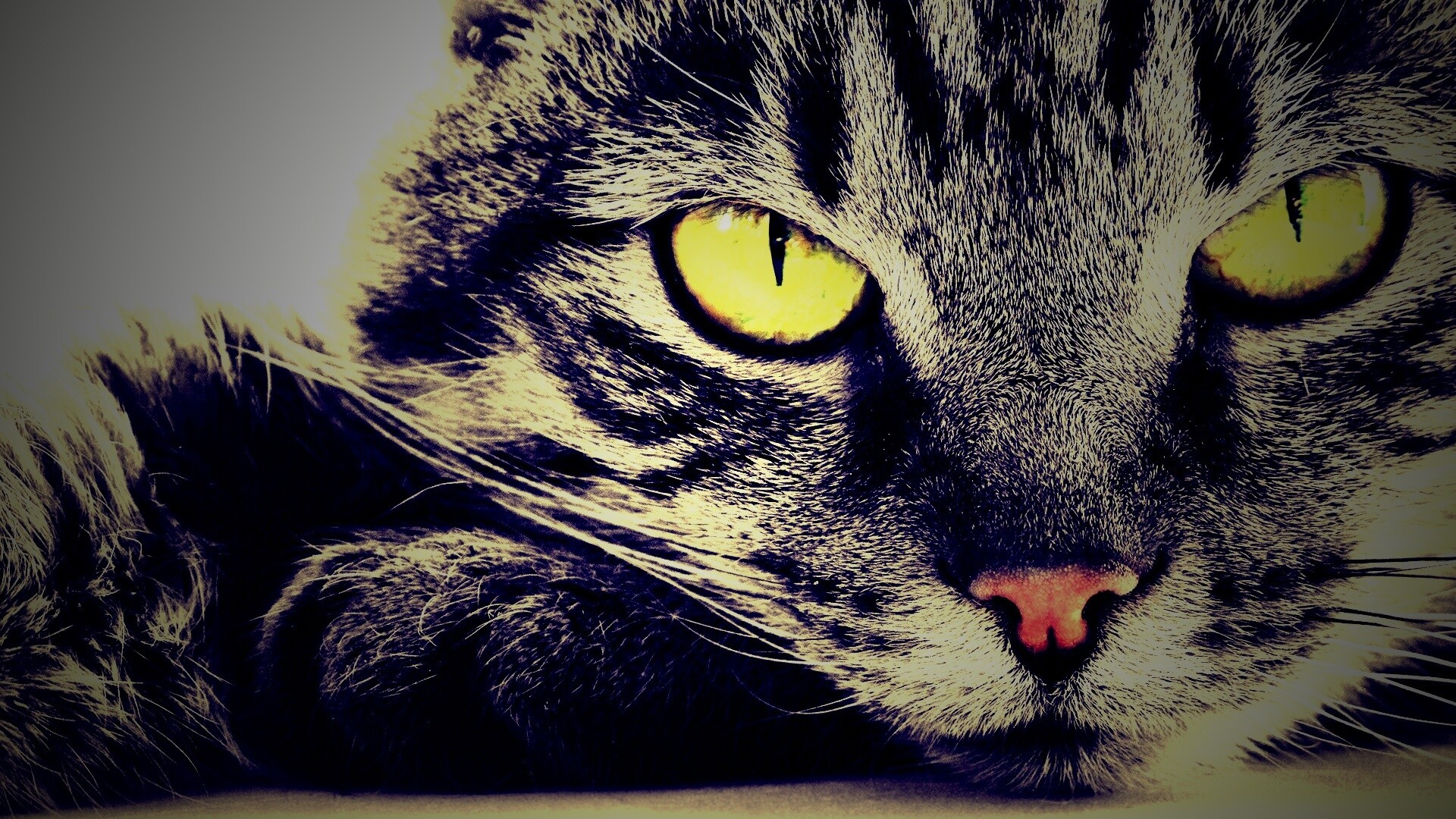 Пристальный кошачий взгляд обои