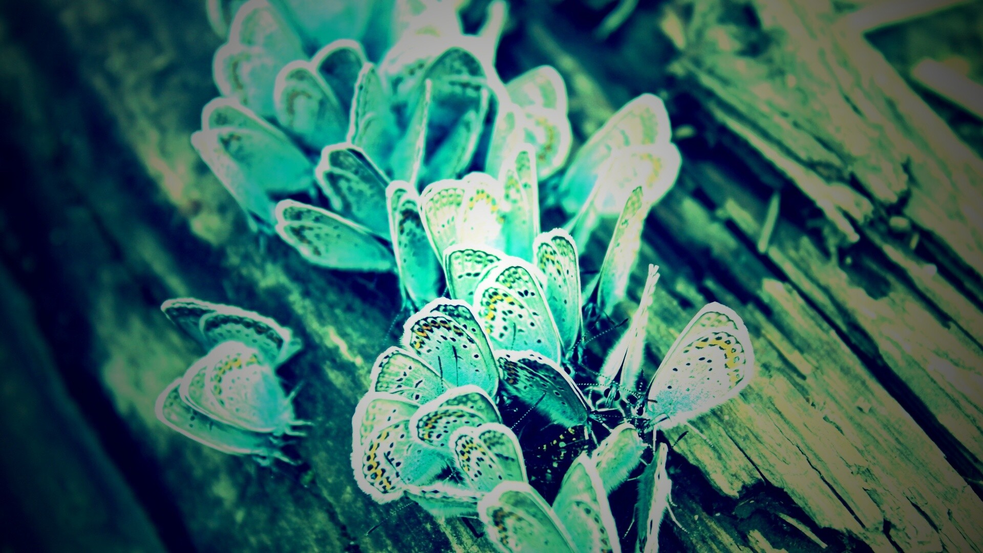 Голубые бабочки обои