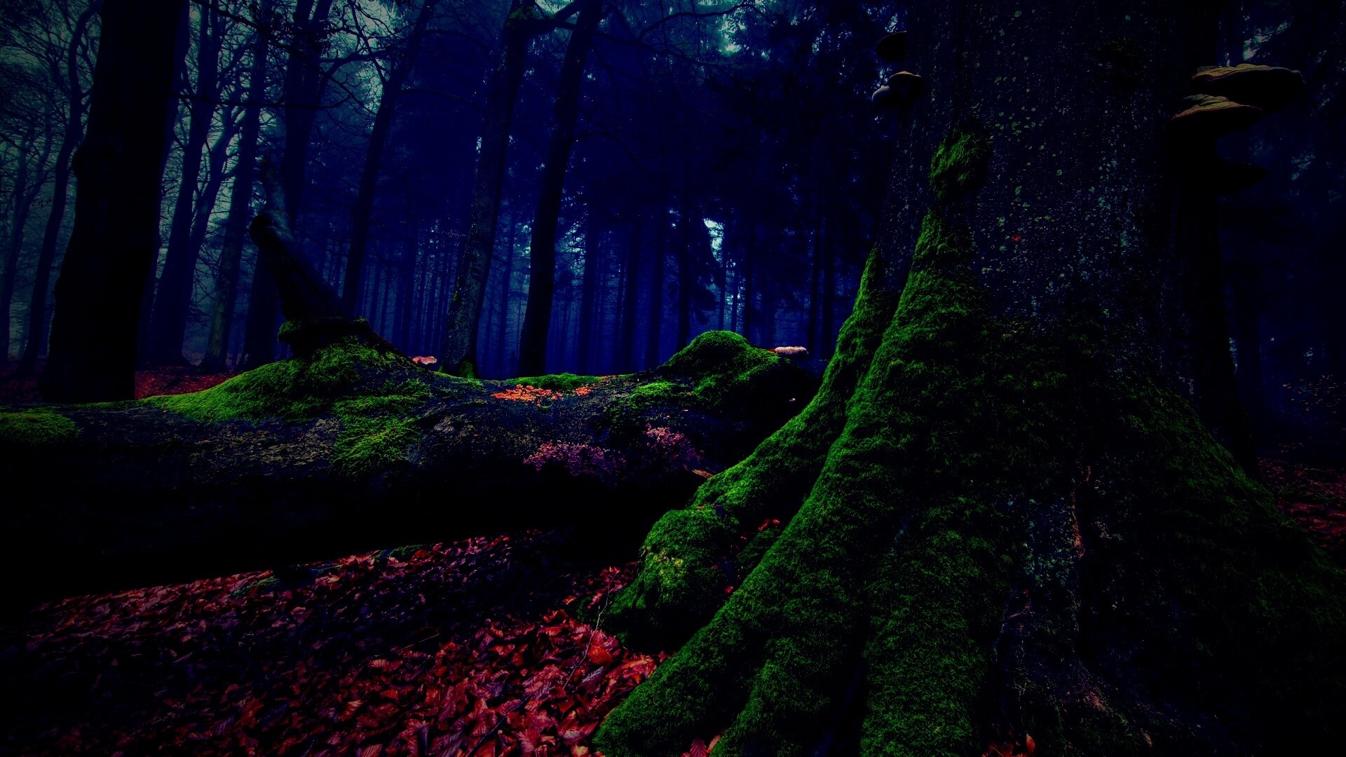 Дерево, поросшее мхом обои