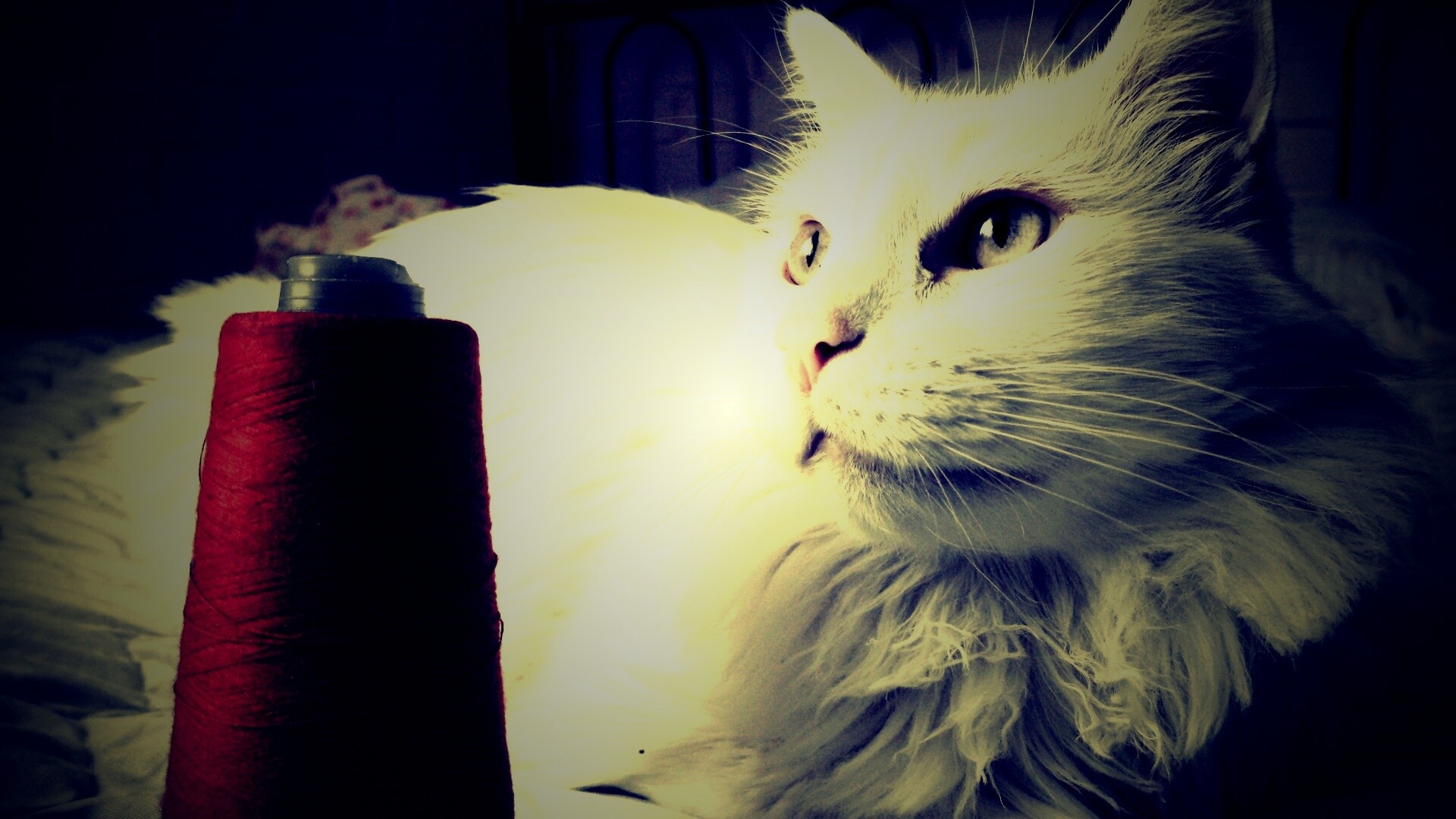 Белый кот с катушкой ниток обои