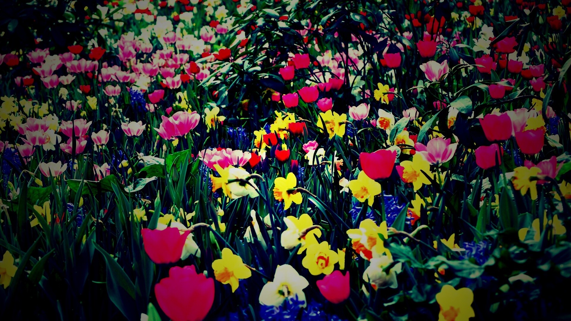 Поляна со множеством цветов обои