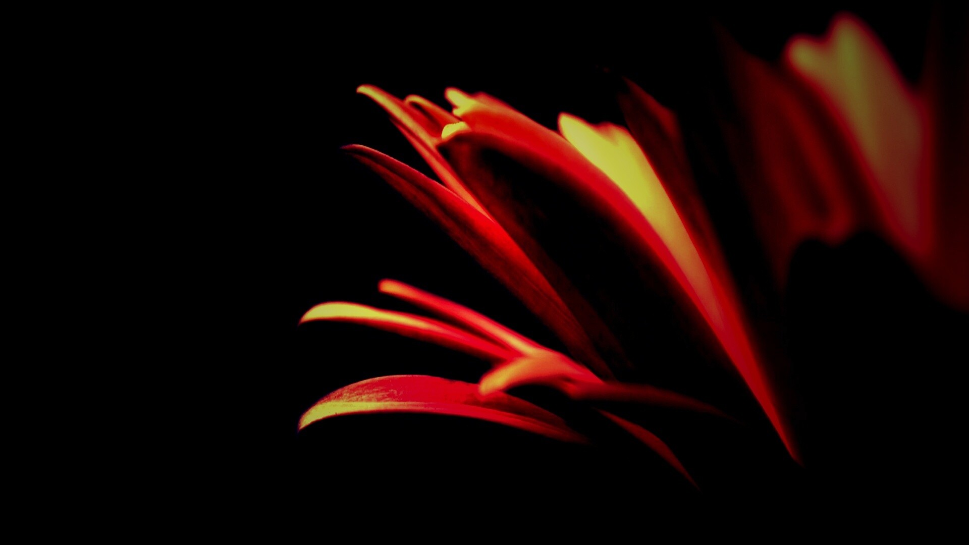 Гербера обои