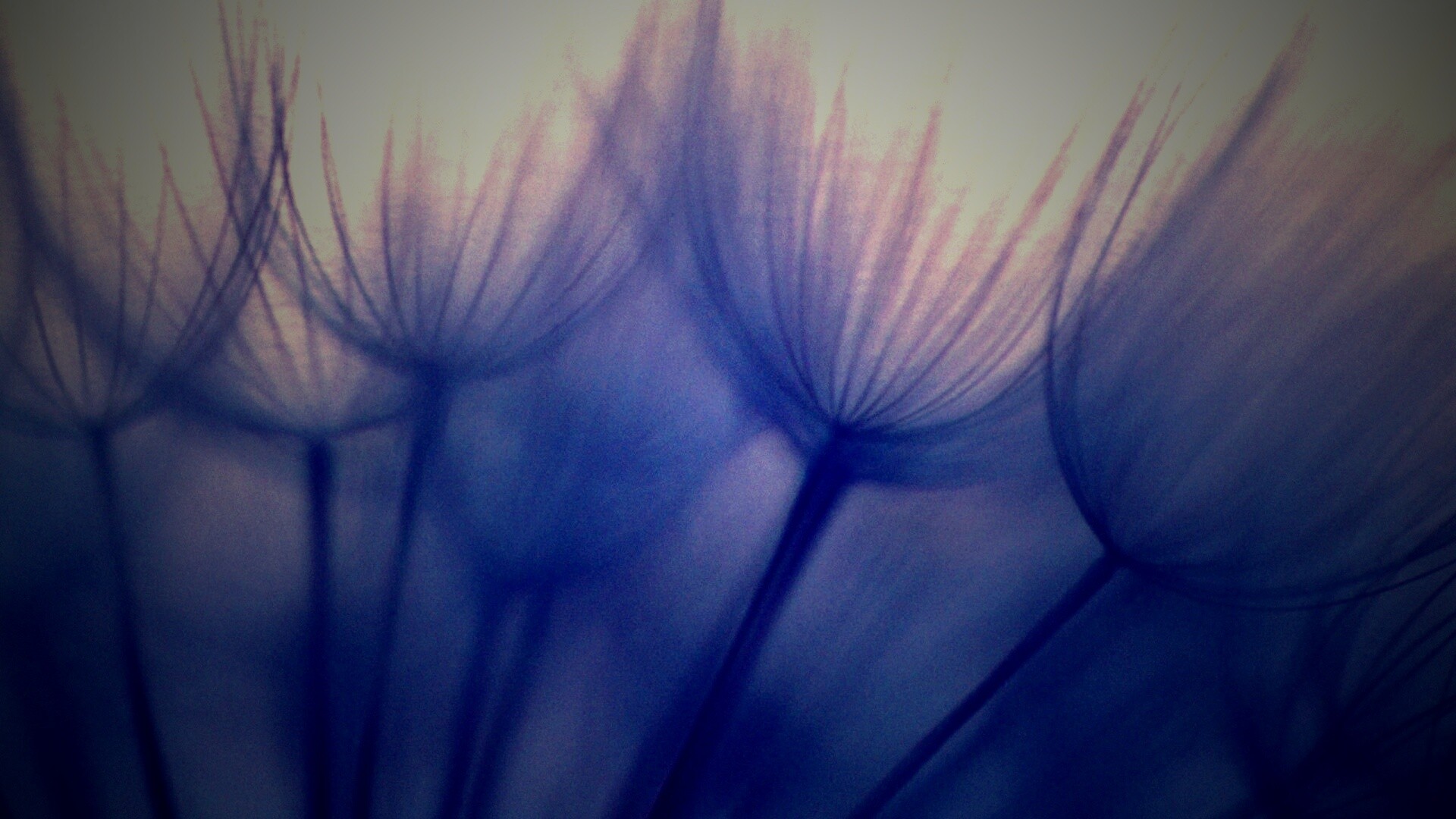 Рисунок одуванчика обои