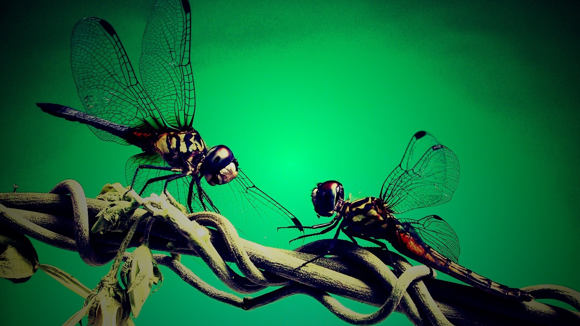 Две стрекозы обои