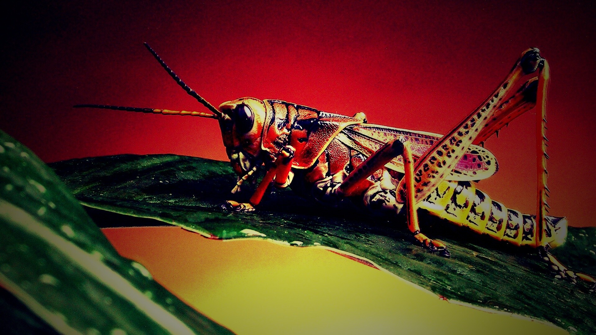 Сверчек на листе обои