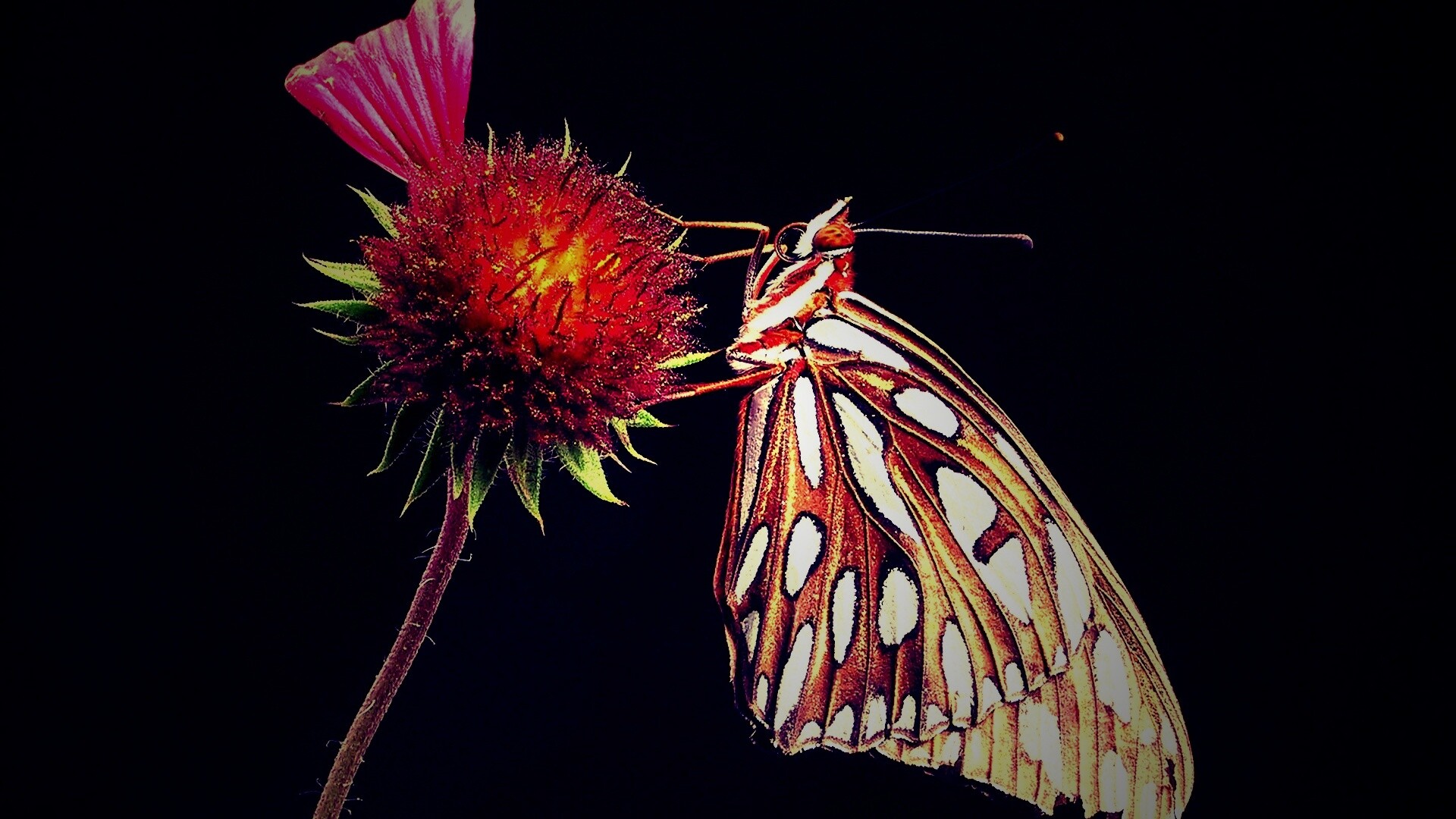 Бабочка на цветке обои