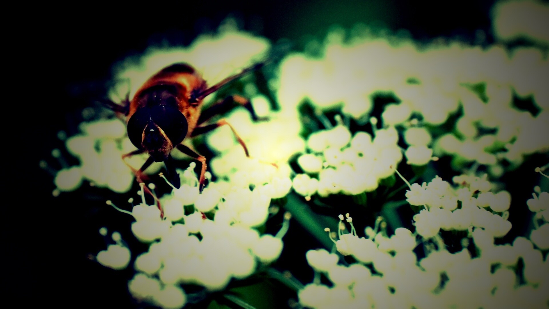 Пчела на нежный белых цветах обои