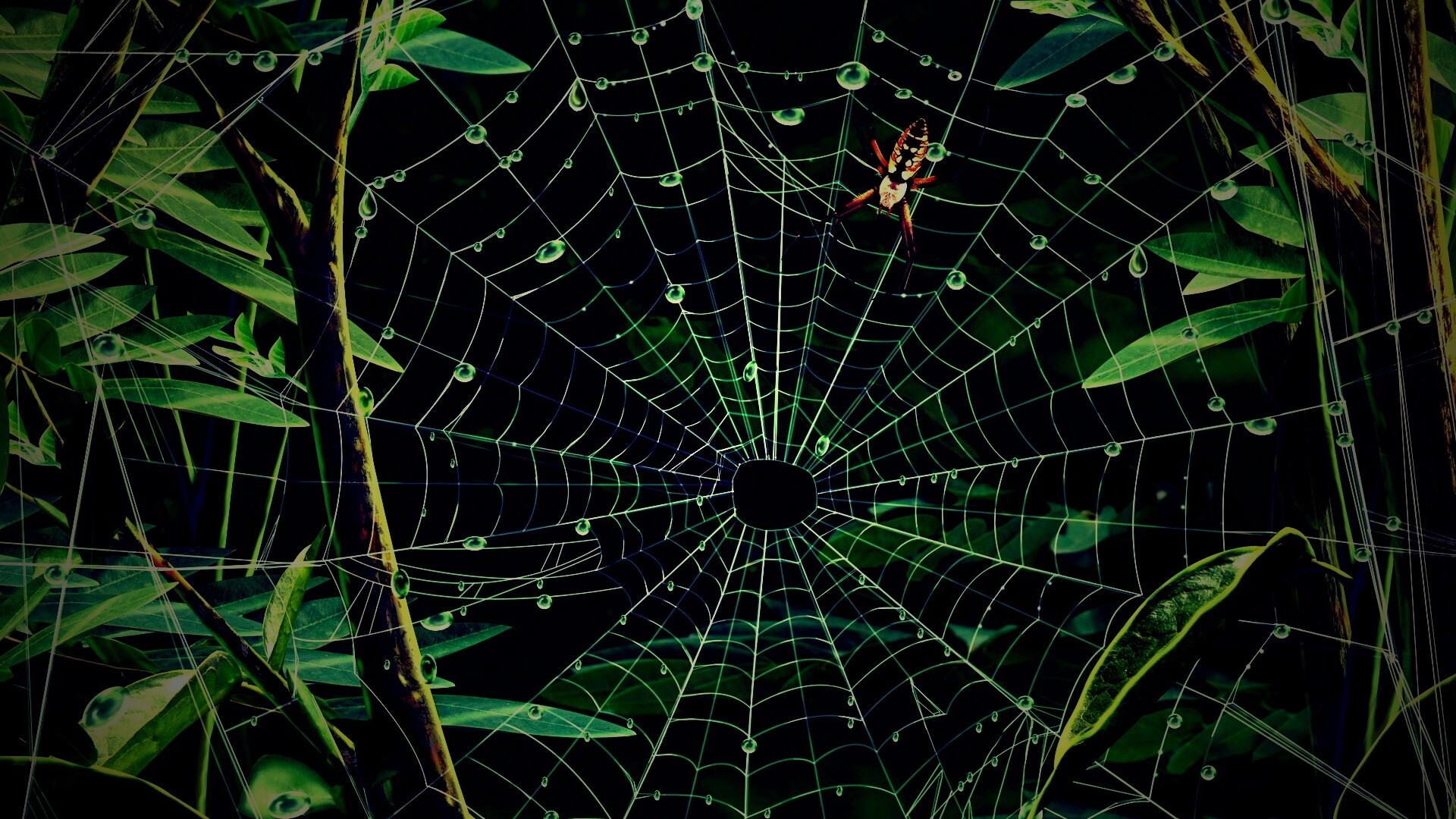 Паутина и паук обои