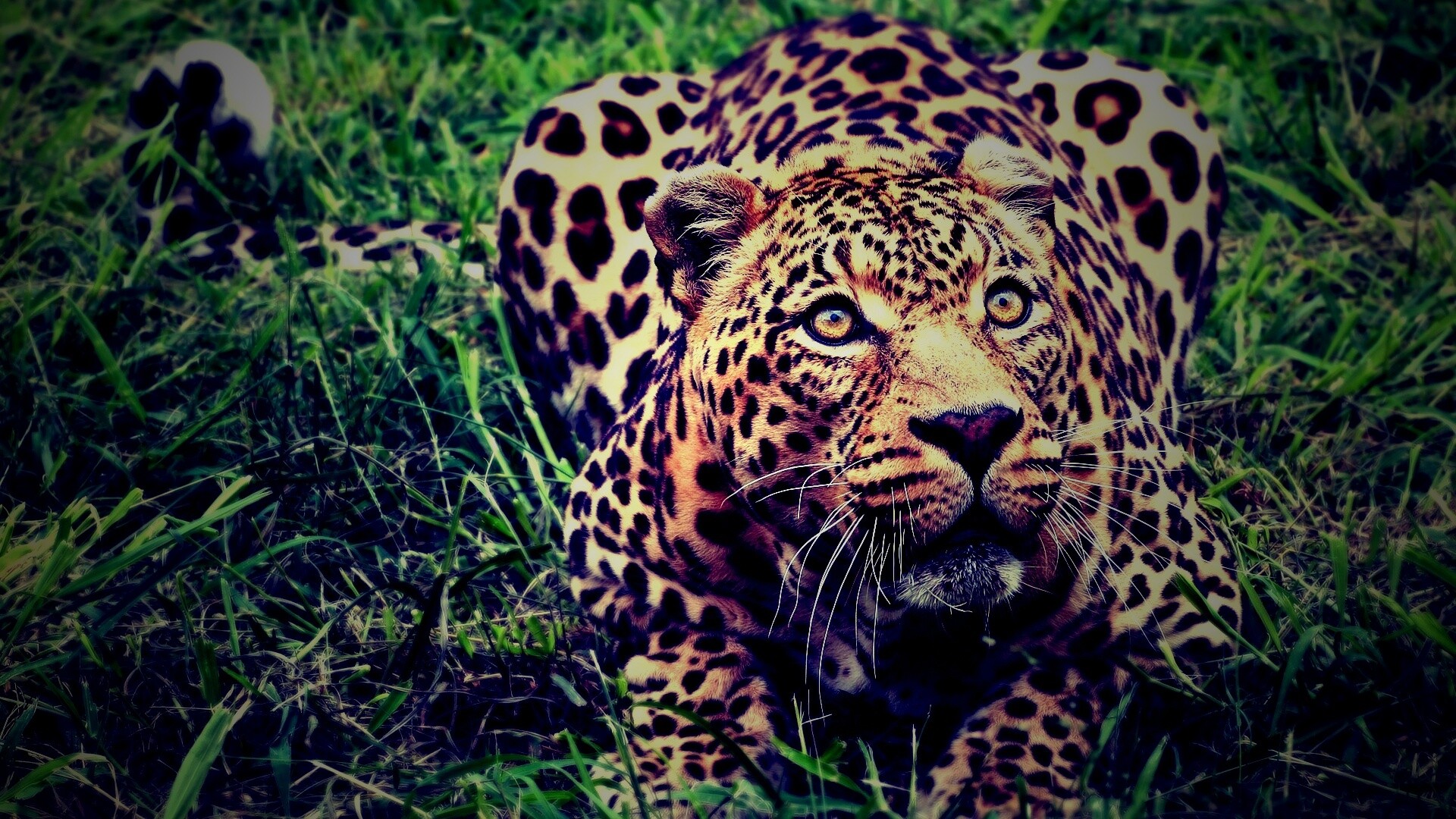 Приготовился прыгать обои