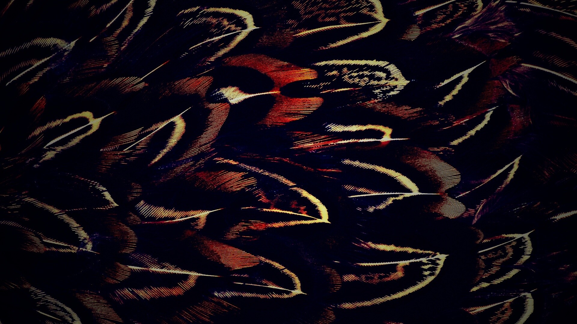 Красивые перья обои