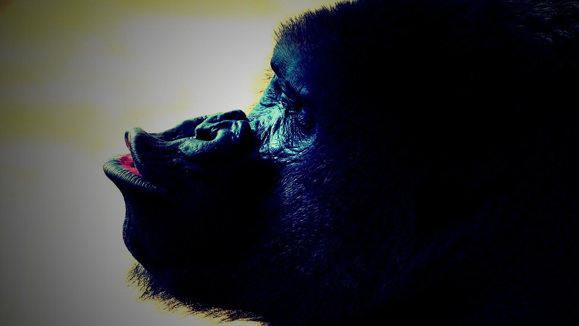 Горилла корчит рожи обои