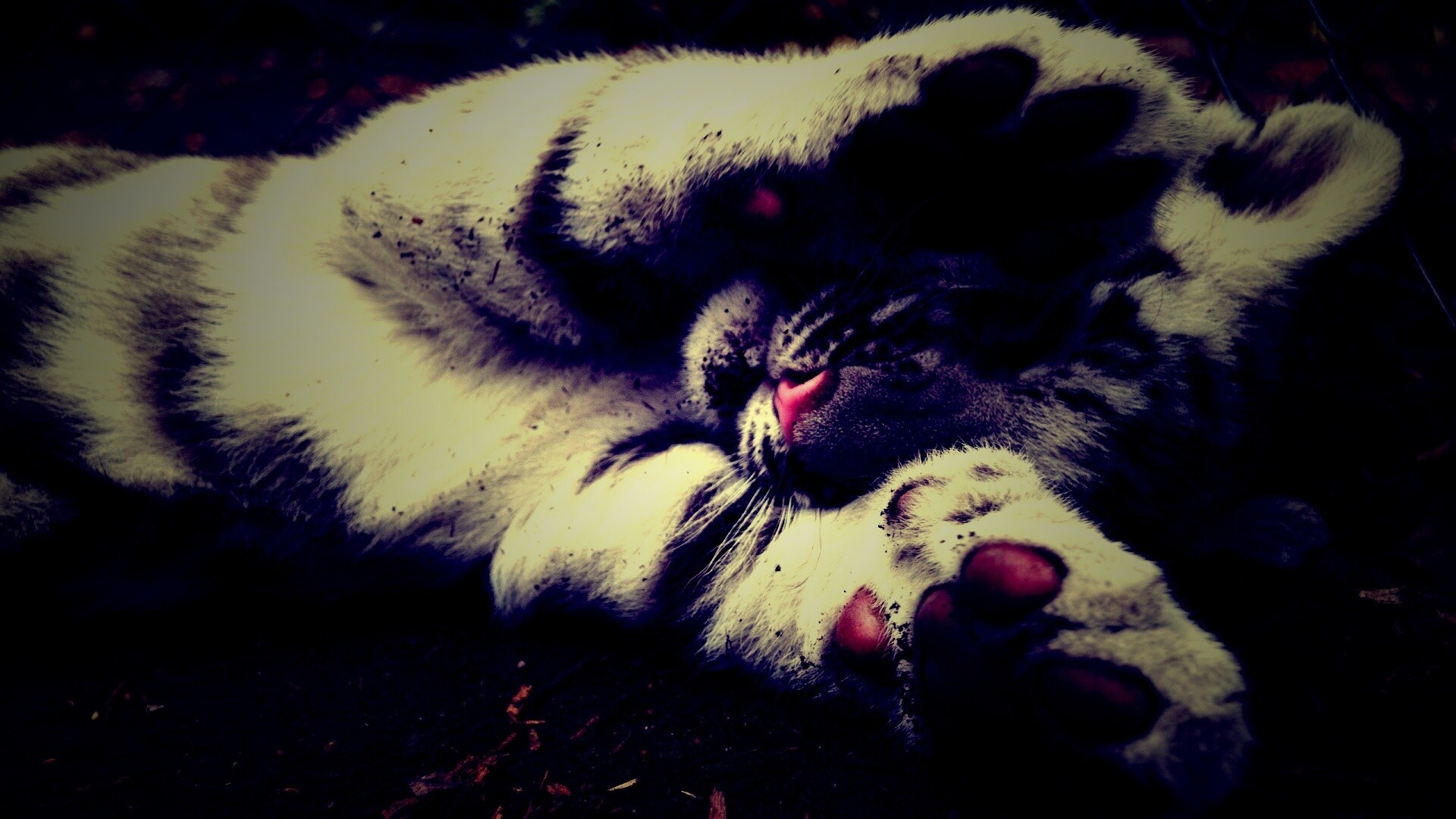 Тигруля обои