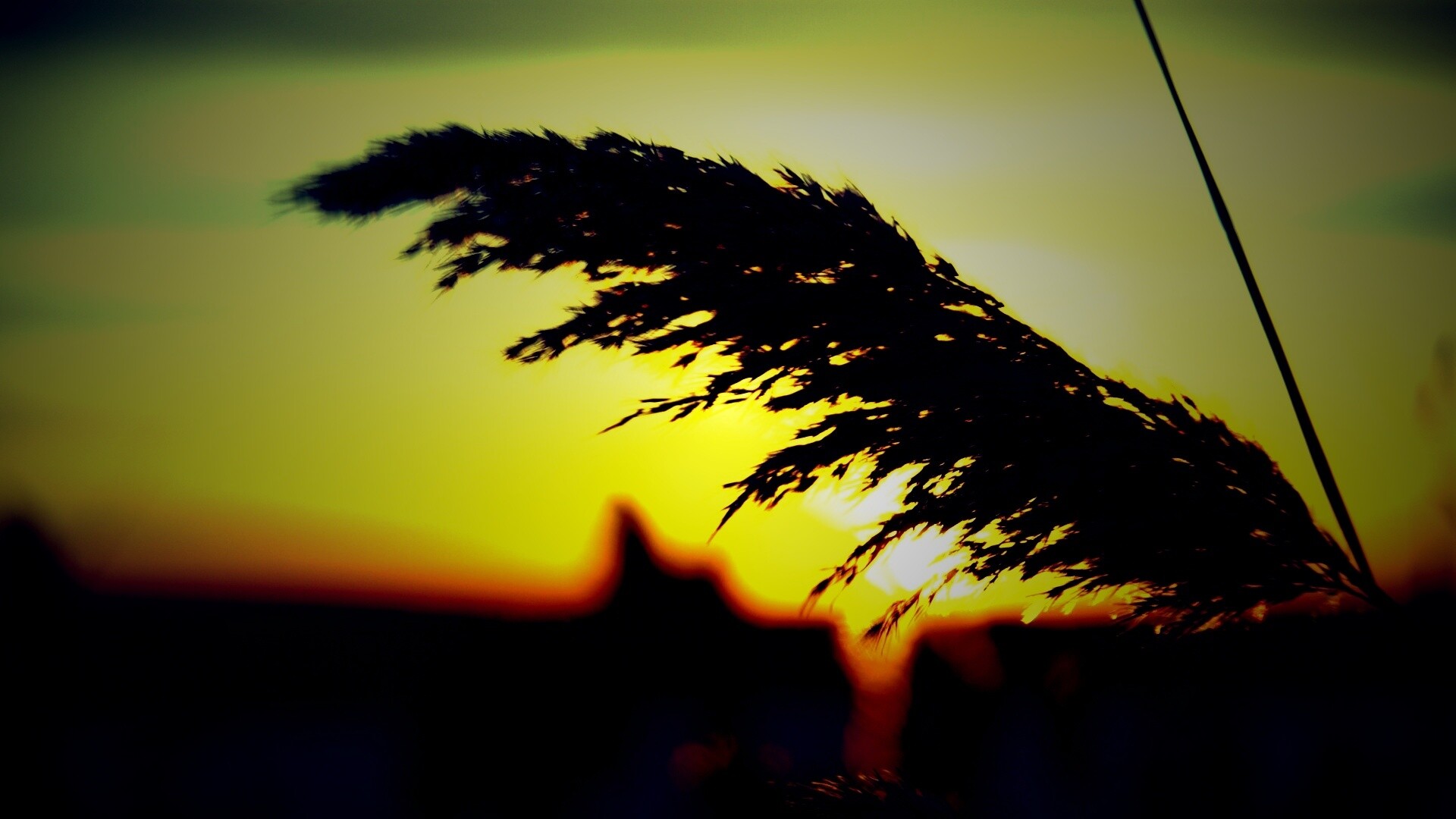 Камыш на закате обои