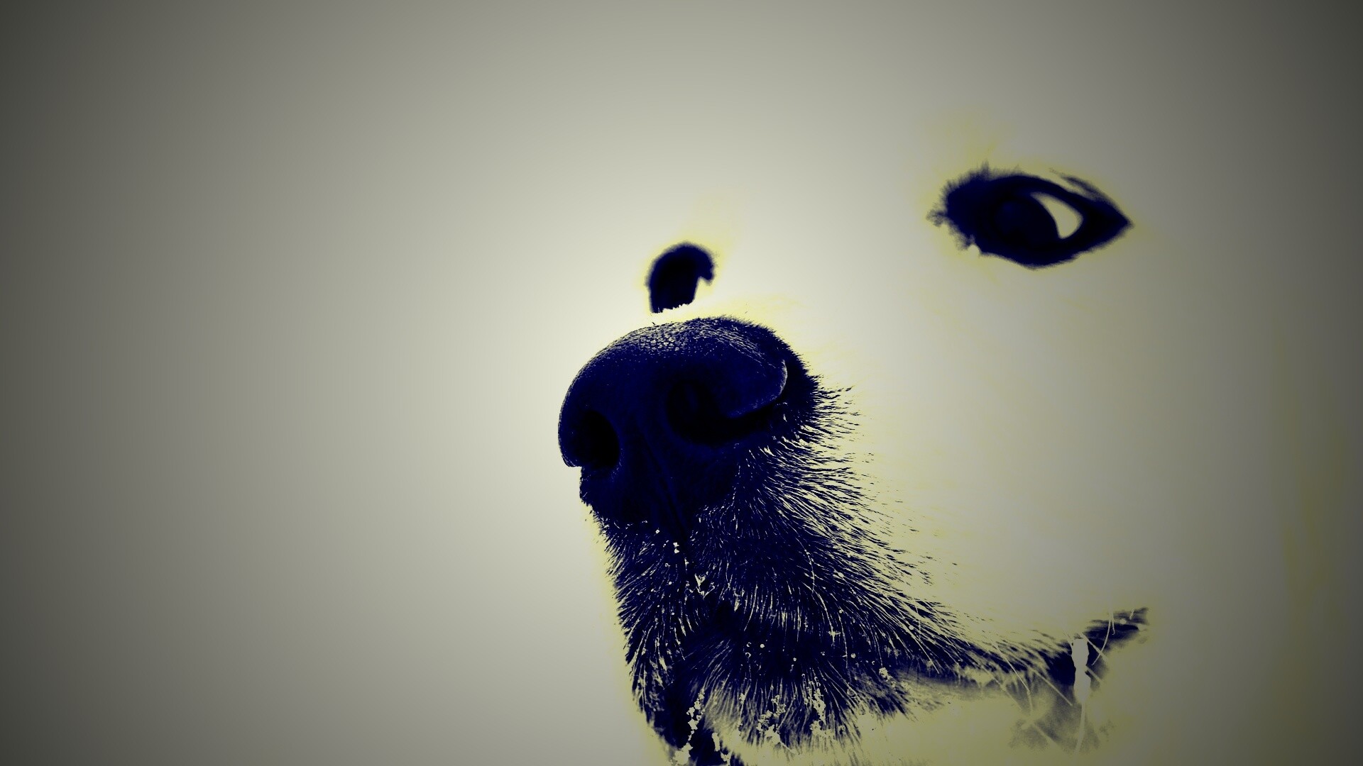 Белый пёсик обои