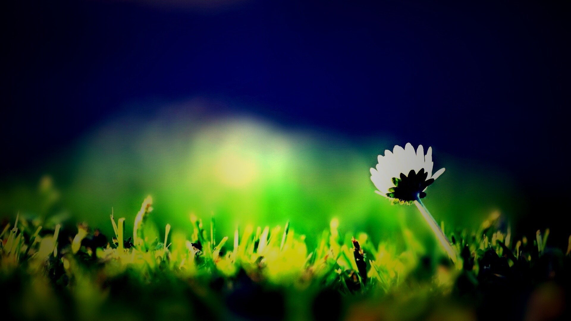 Цветок на траве обои