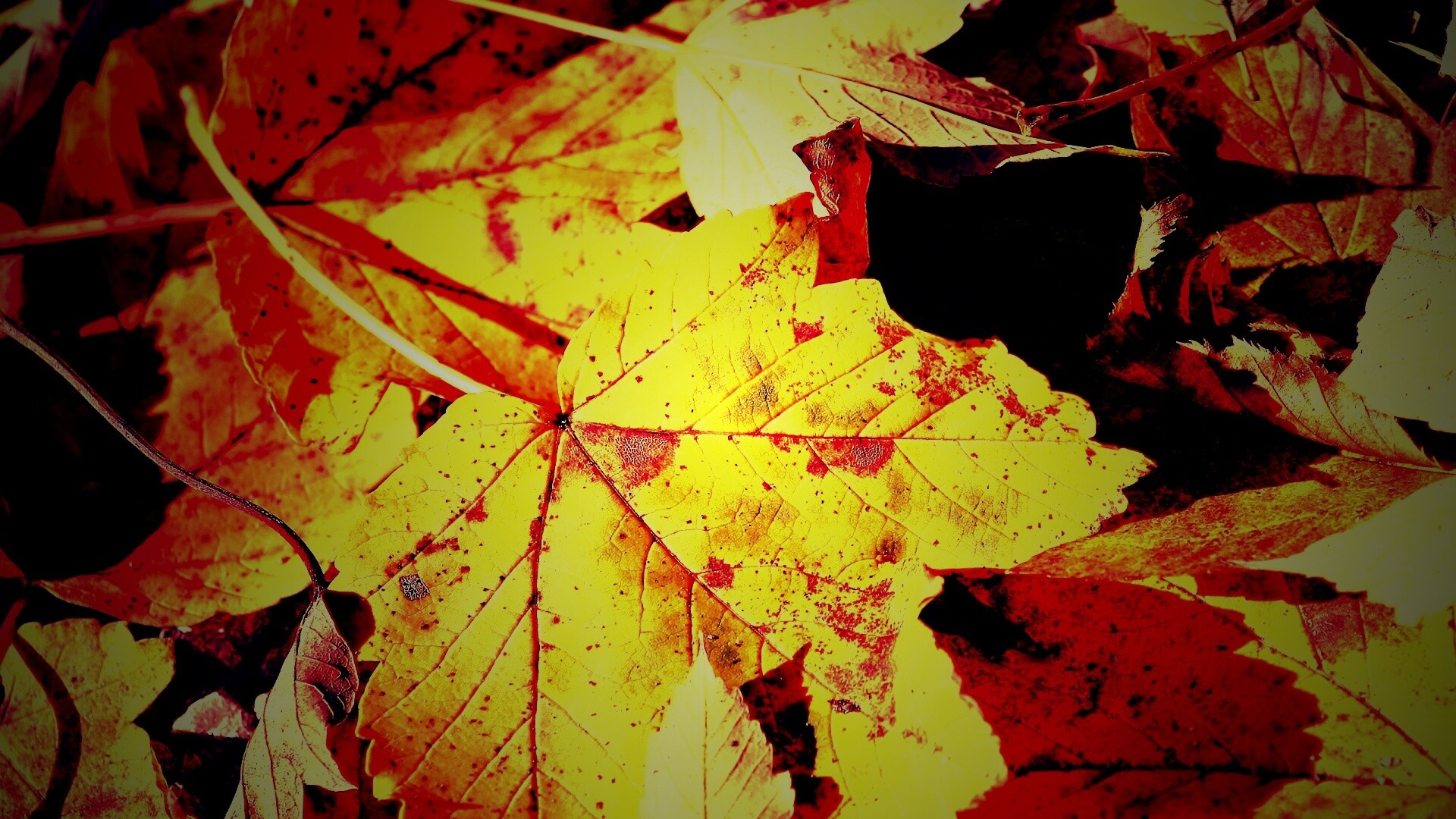 Осенние листья обои