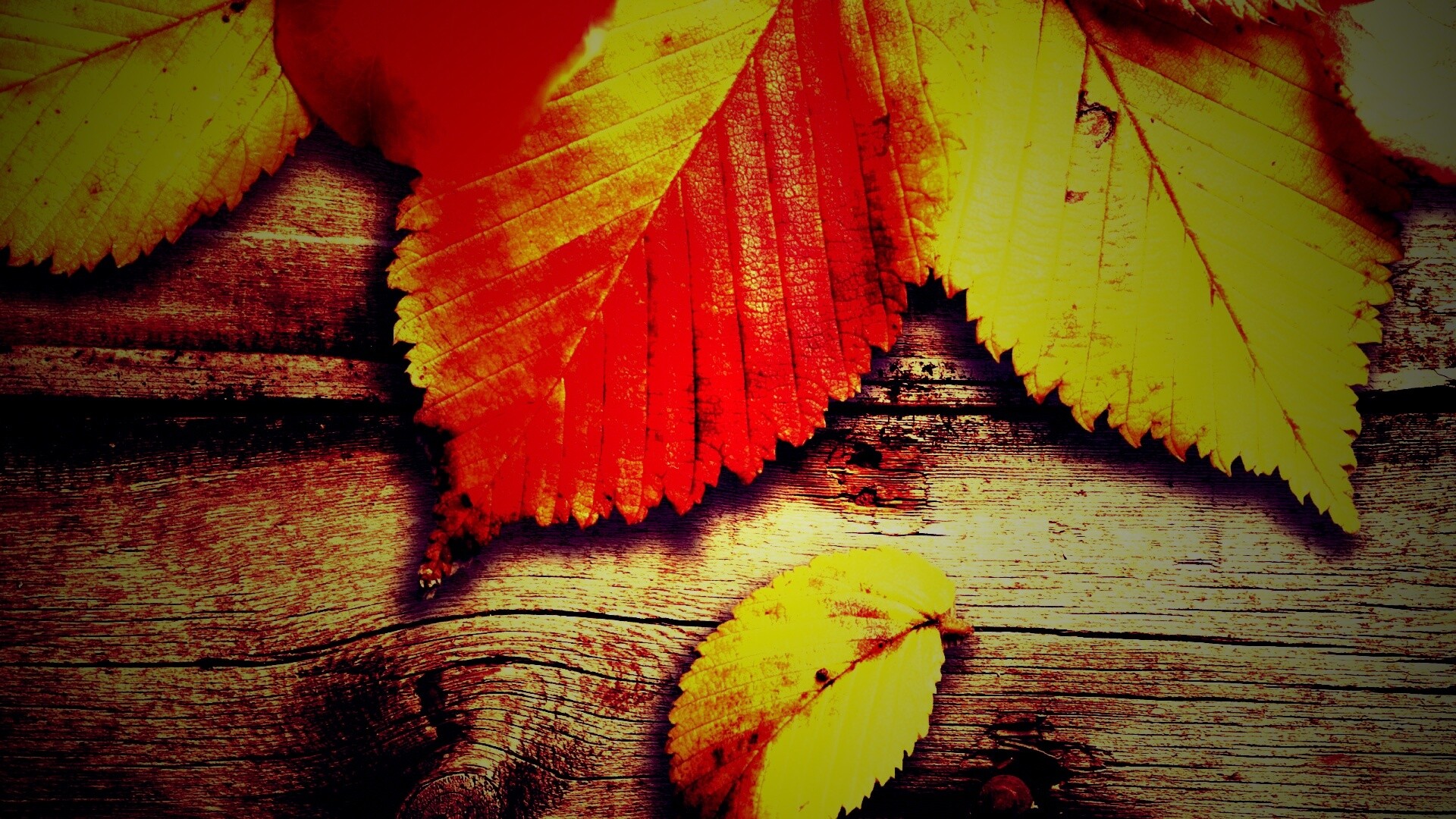 Красиво разложенные листья обои