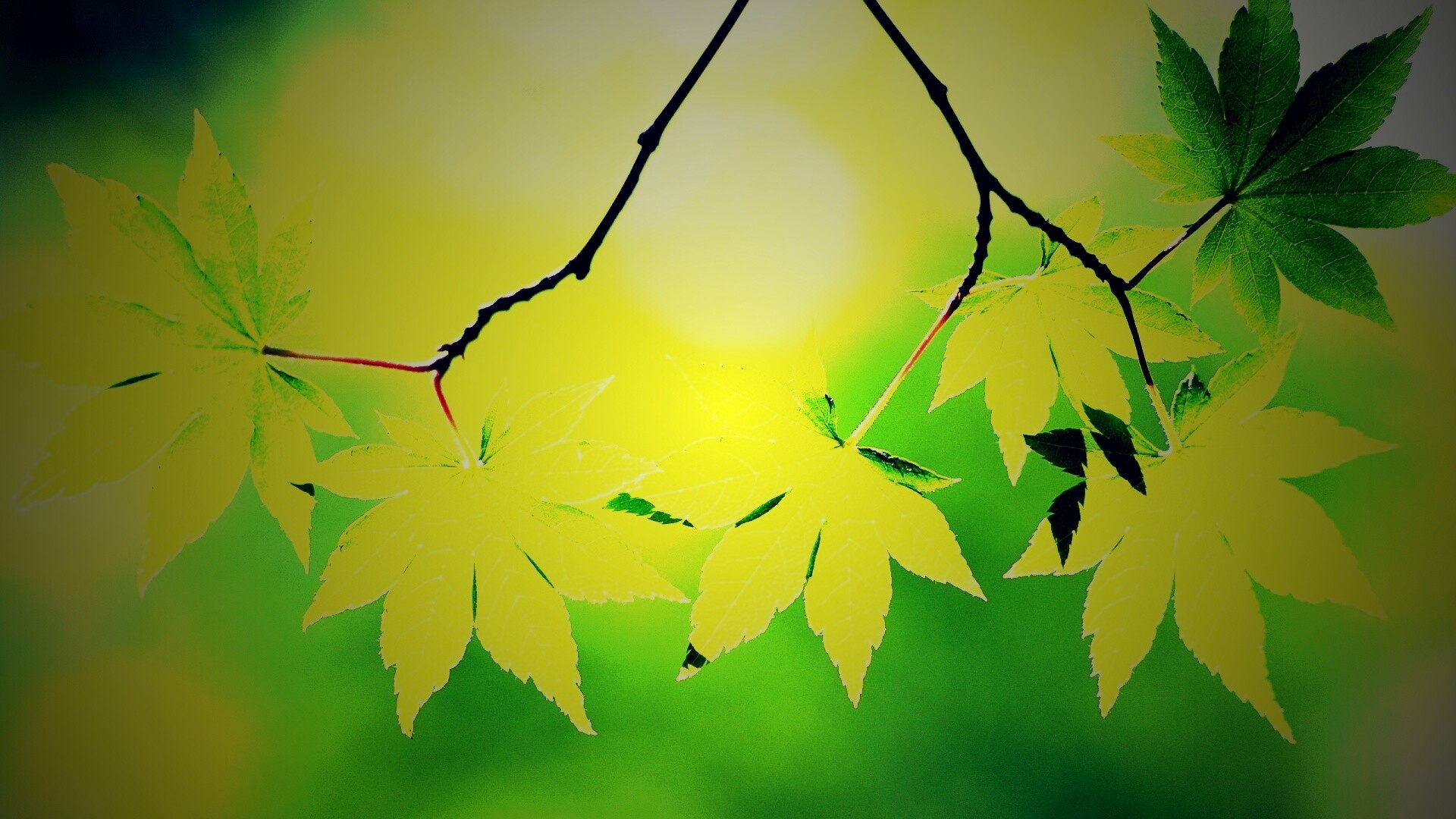 Зелёные листья обои