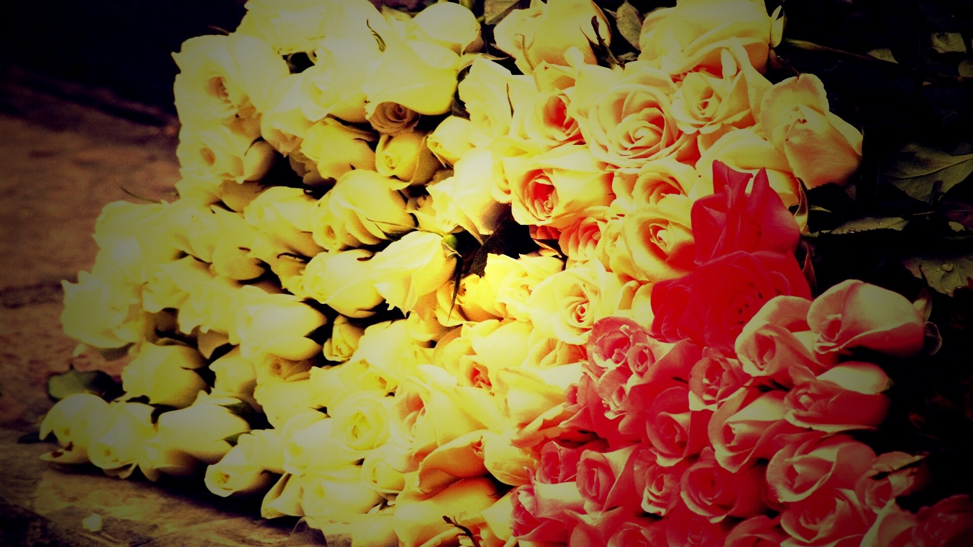 Букеты светлых роз обои