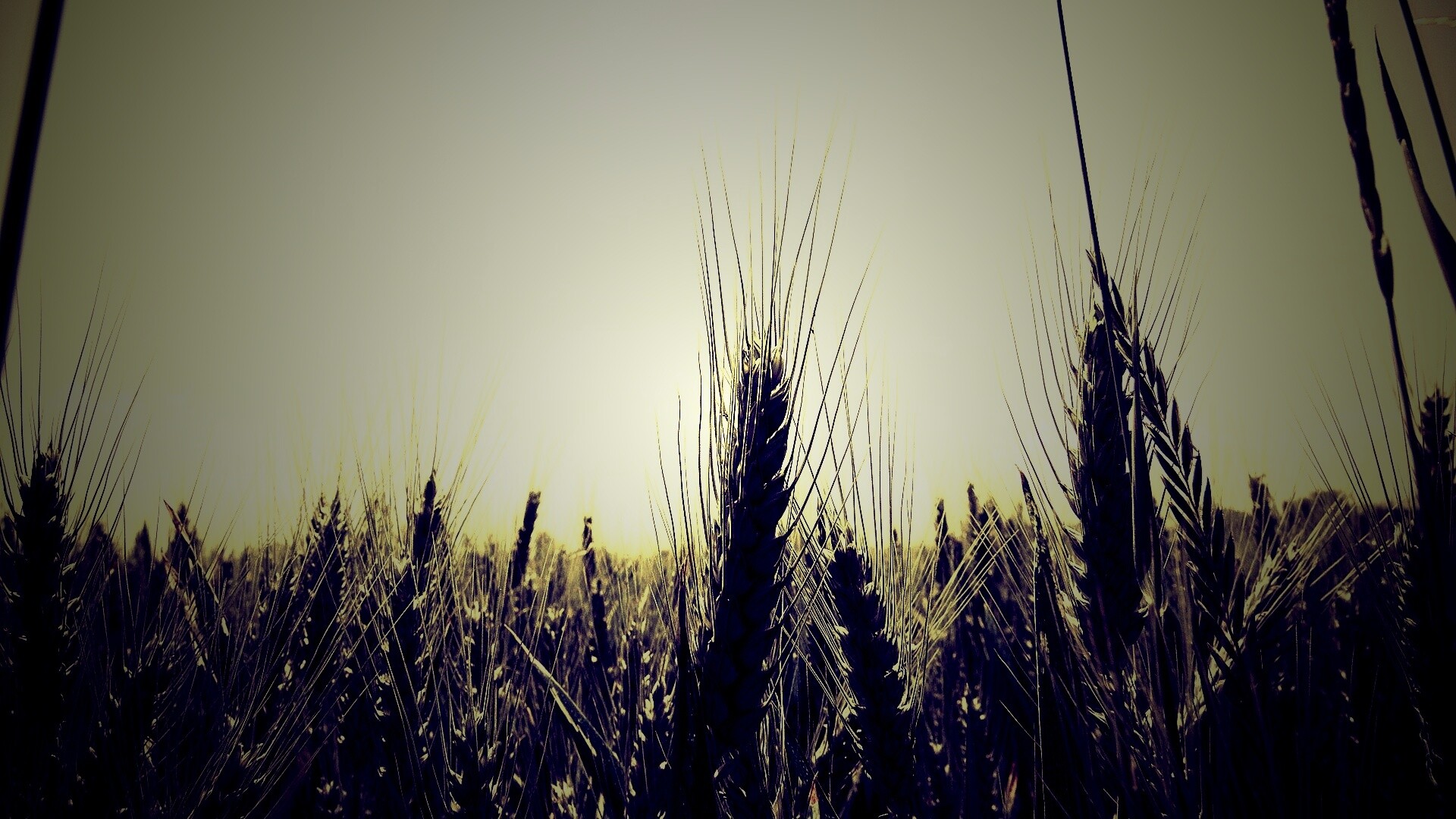 Колосья в поле обои