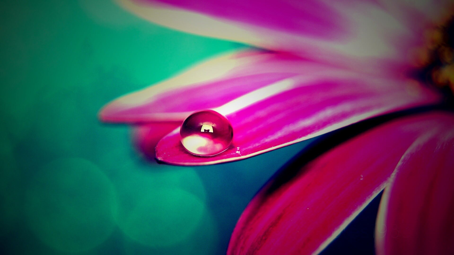 Капля на лепестке обои