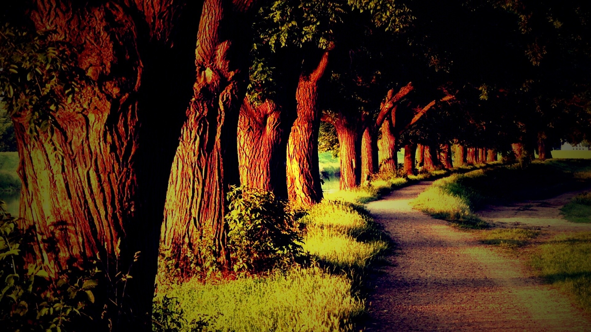Аллея старых раскидистых деревьев обои