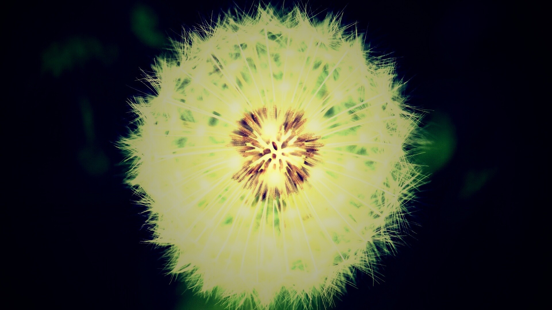 Макро фотография одуванчика обои