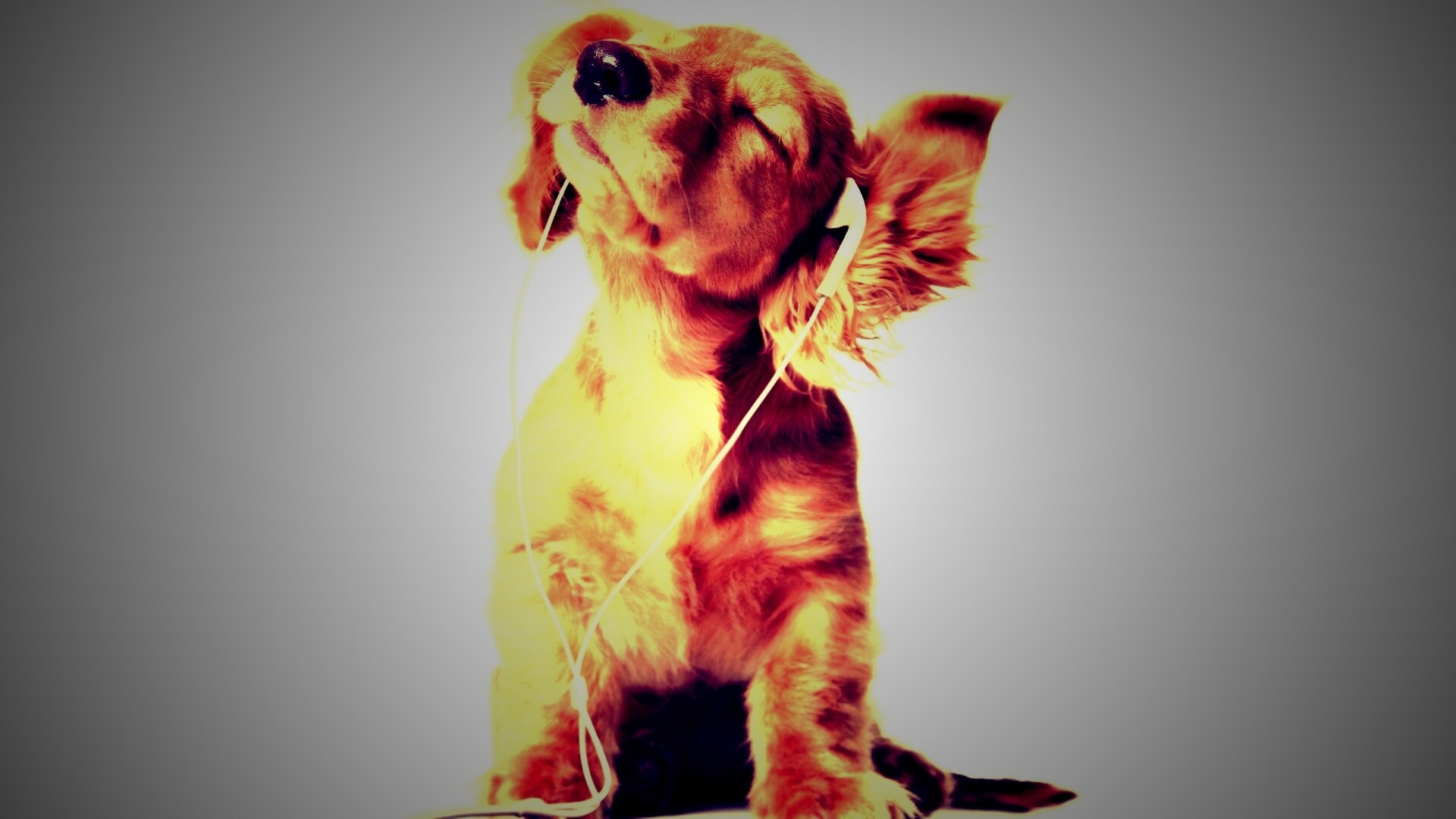 Щенок в наушниках обои