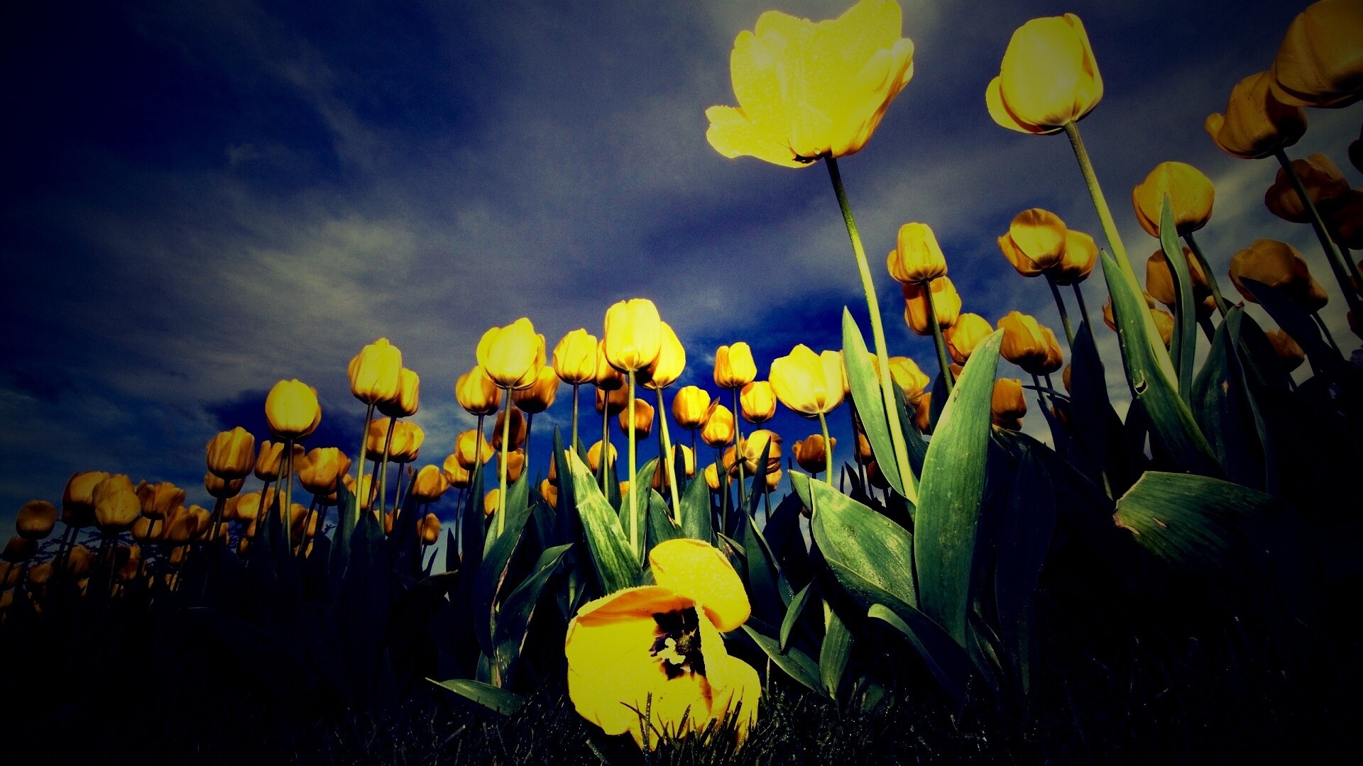 Жёлтые тюльпаны обои