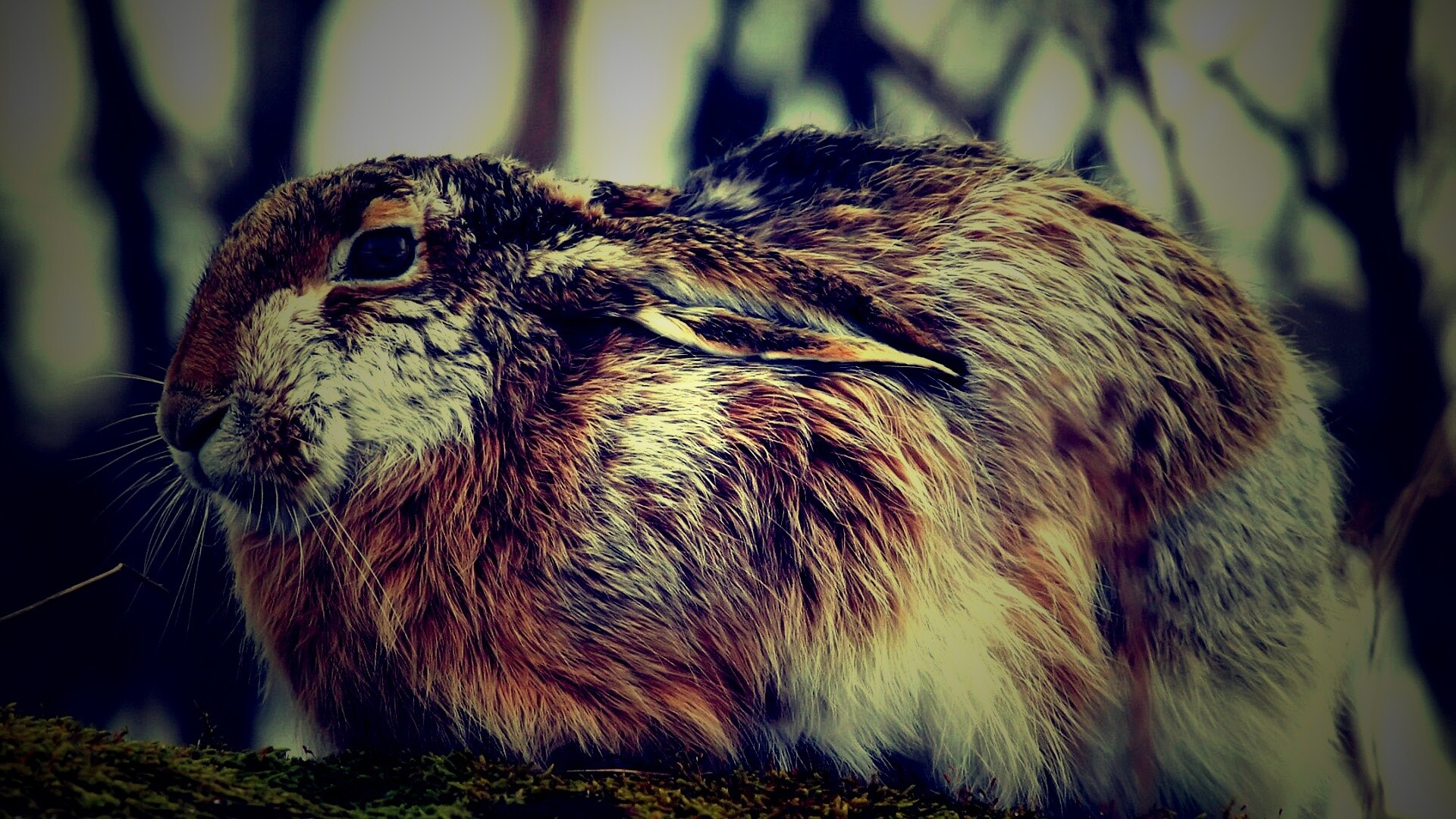 Нахохлившийся заяц-русак обои