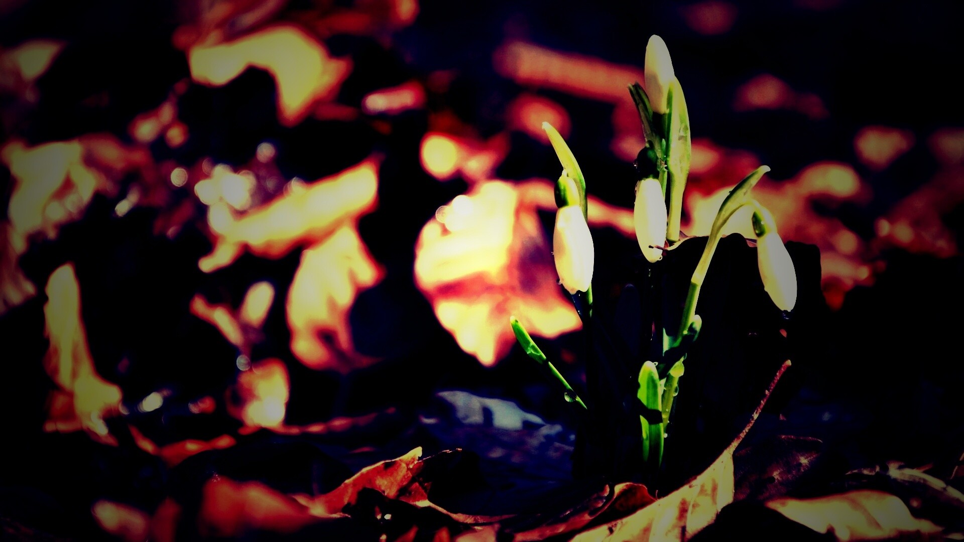 Первые весенние цветы обои