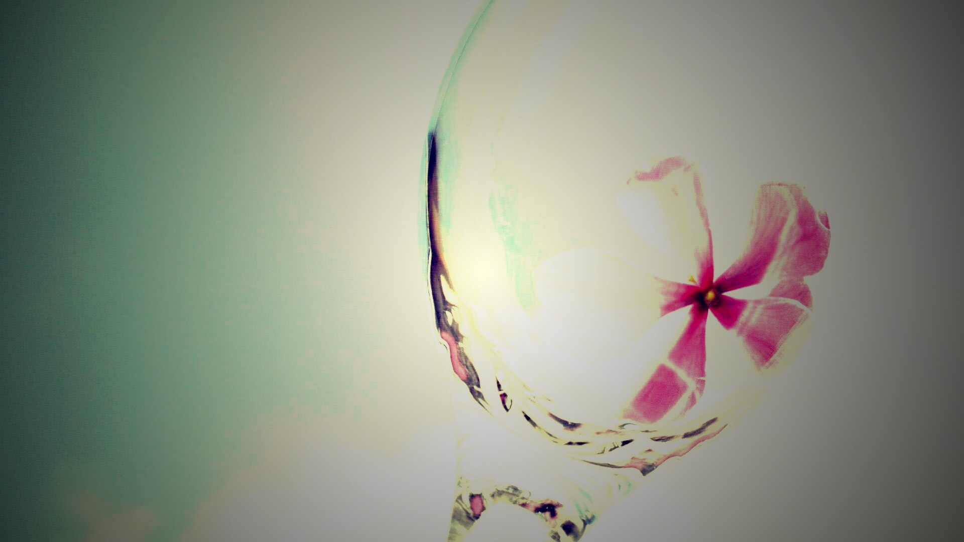 Нежный цветок в бокале на фоне голубого неба обои