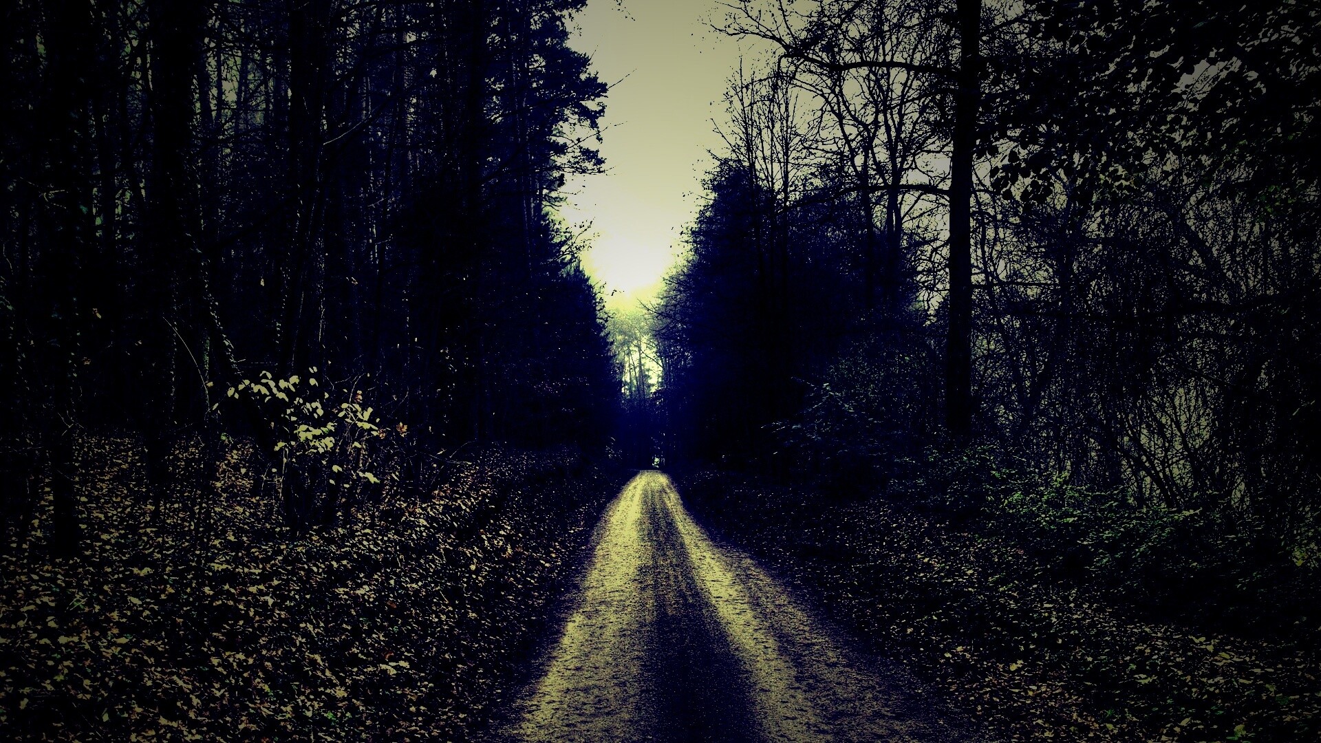 Дорога через лес обои