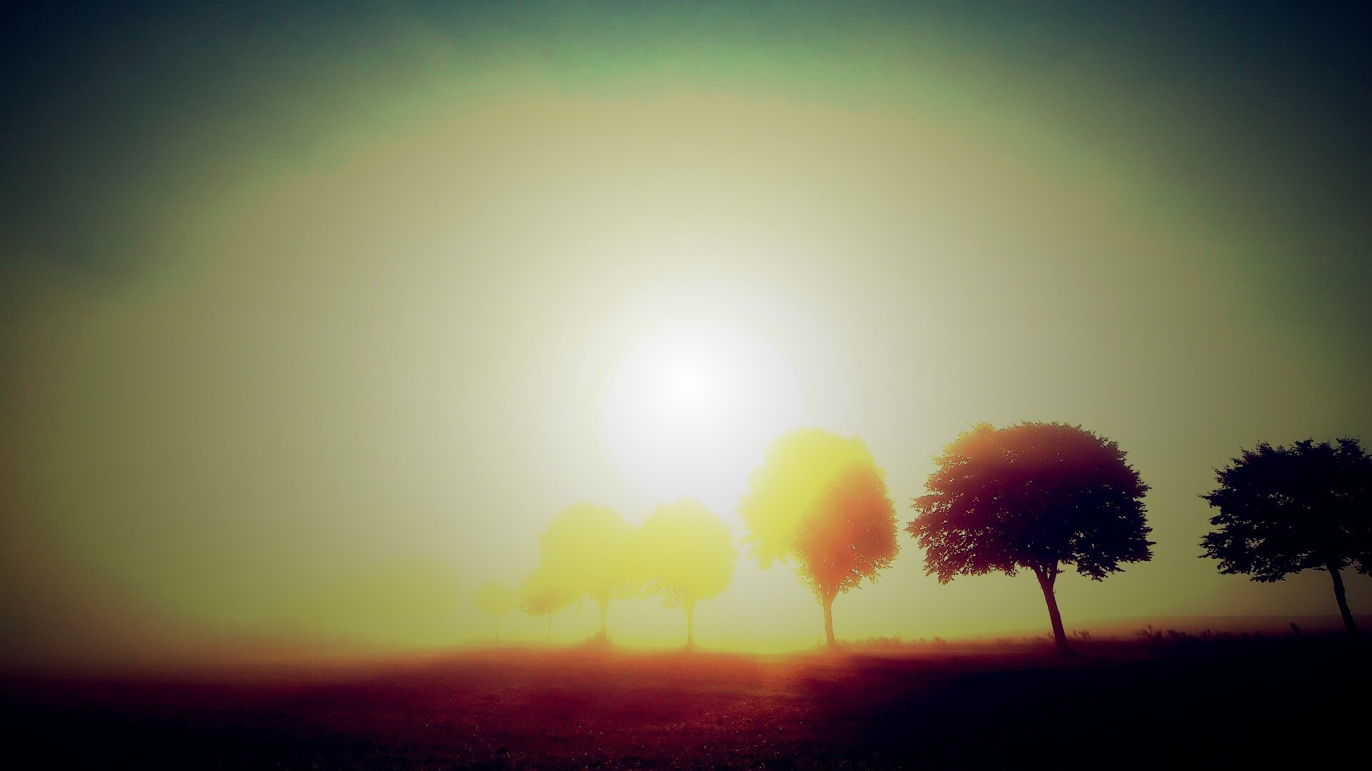 Деревья в поле обои