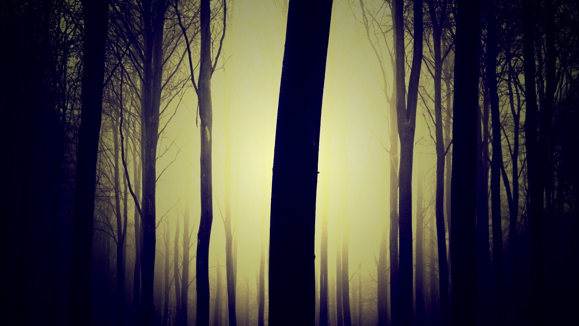 Туман в лесу обои