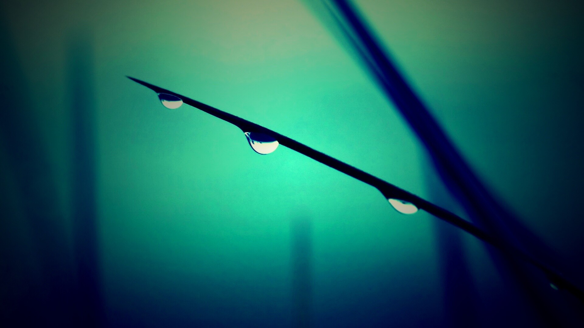 Трава после дождя обои