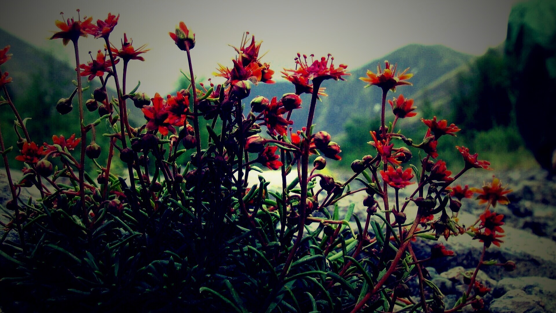 Горные цветы обои