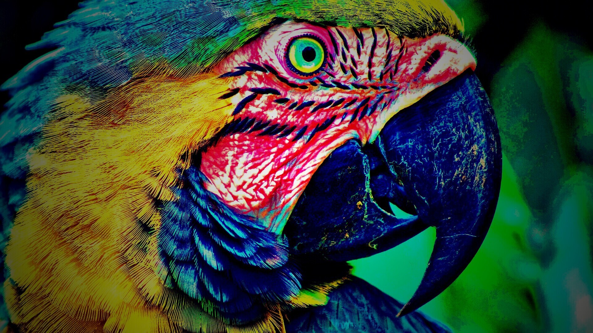 Попугай обои