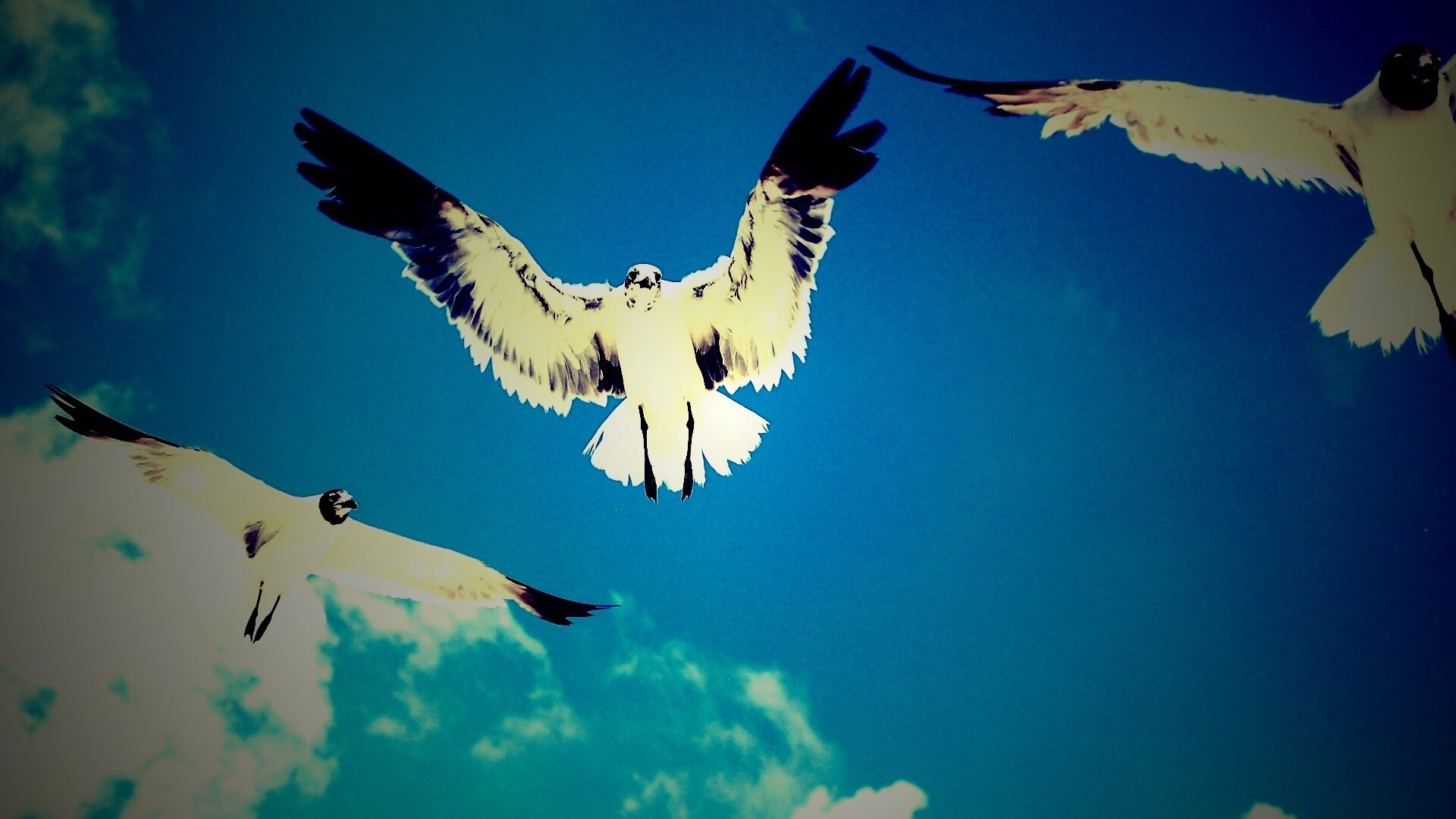 Три птицы обои