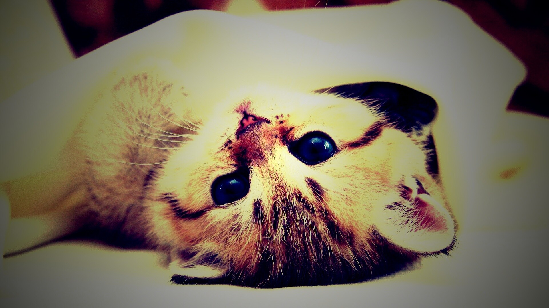 Котёнок вверх ногами обои