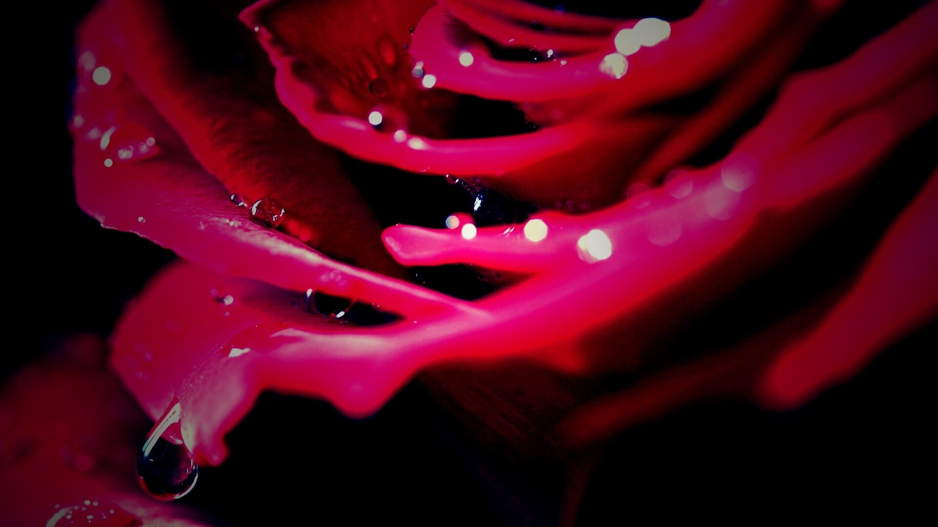 Капли на лепестках розы обои