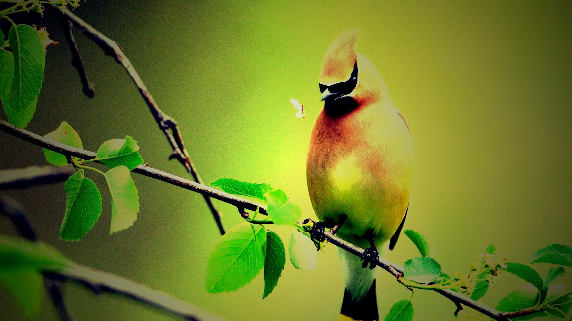 Оранжевая птичка обои